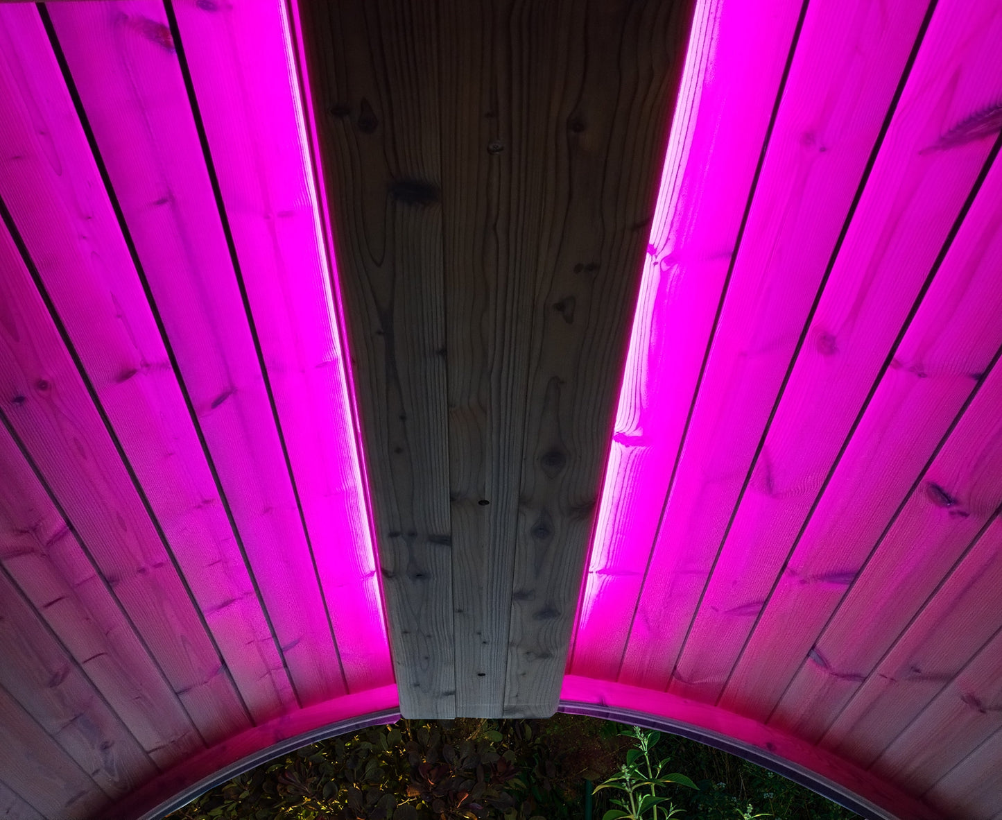 Purple Light